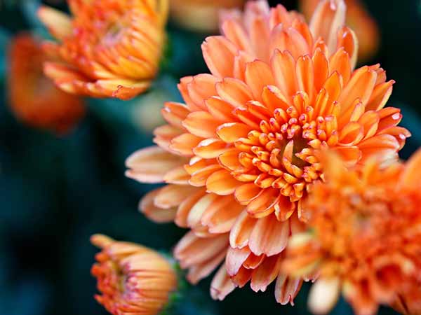 image chrysanthemes